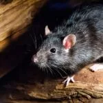 Professional pest control in Ottawa: why it’s worth it ?