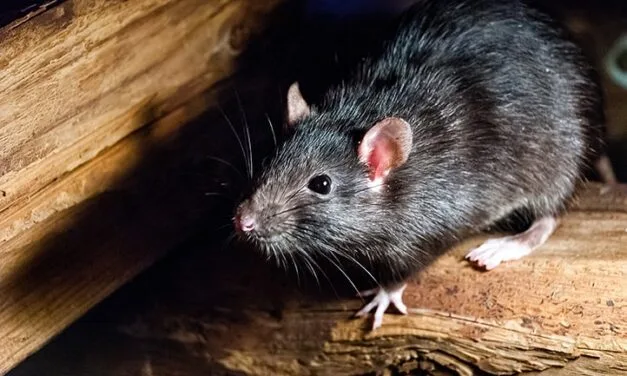 Professional pest control in Ottawa: why it’s worth it ?