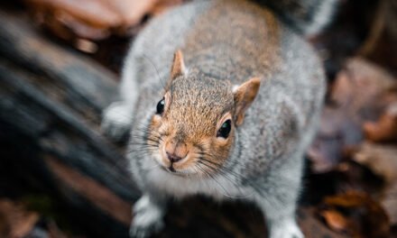 Capture d’écureuil à Gatineau : Une solution rapide pour protéger votre domicile