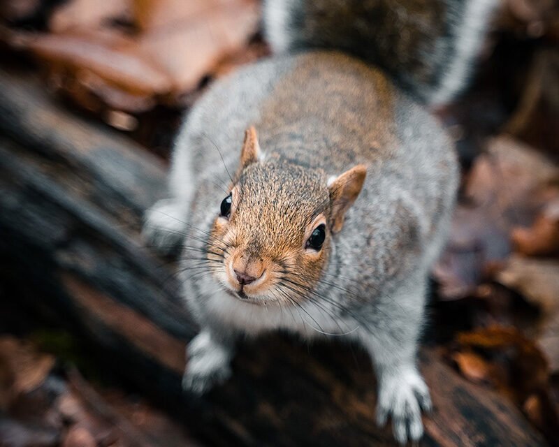 Capture d’écureuil à Gatineau : Une solution rapide pour protéger votre domicile