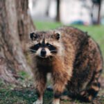 Ottawa wildlife removal : Expert solutions for a pest-free home