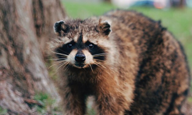 Ottawa wildlife removal : Expert solutions for a pest-free home