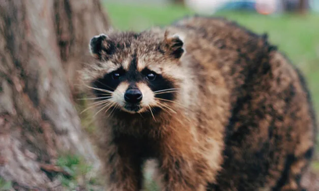Ottawa wildlife removal : Expert solutions for a pest-free home