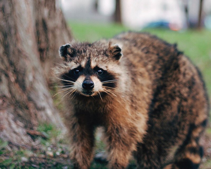 Ottawa wildlife removal : Expert solutions for a pest-free home