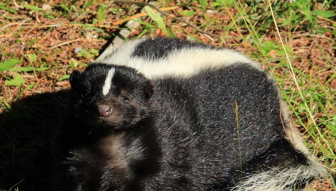 Wildlife Removal in Ottawa: How to Handle an Infestation Effectively