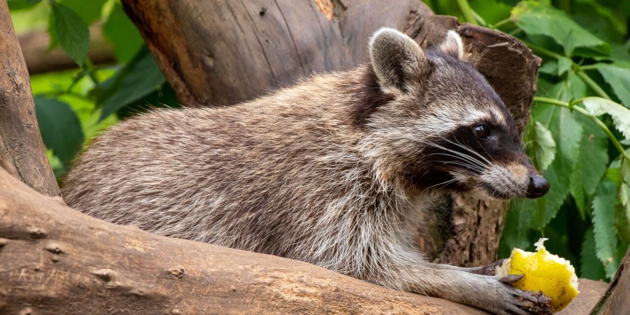 Contrôle animalier à Gatineau : Un enjeu de santé publique et de sécurité
