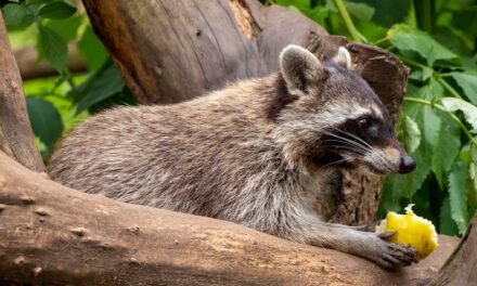 Contrôle animalier à Gatineau : Un enjeu de santé publique et de sécurité