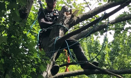 Quelle est la meilleure période pour l’élagage d’arbre à Gatineau ?
