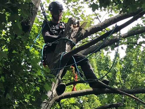 Quelle est la meilleure période pour l’élagage d’arbre à Gatineau ?